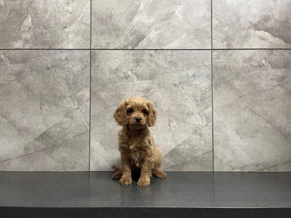 Cavapoo-DOG-Female--29606-Petland Frisco, Texas