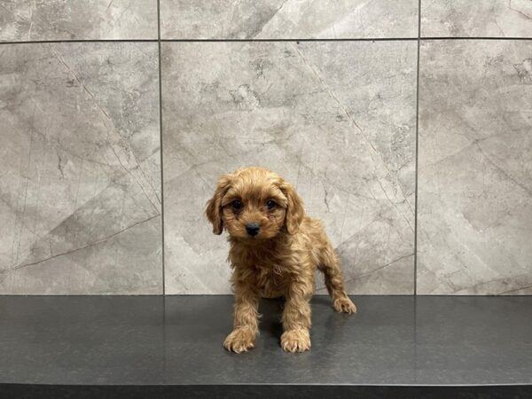 Cavapoo DOG Male 29604 Petland Frisco, Texas