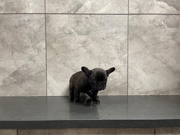 French Bulldog-DOG-Female-Brindle-29599-Petland Frisco, Texas