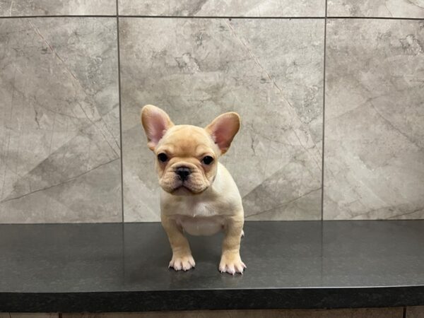 French Bulldog-DOG-Female-Cream-29598-Petland Frisco & Mckinney, Texas