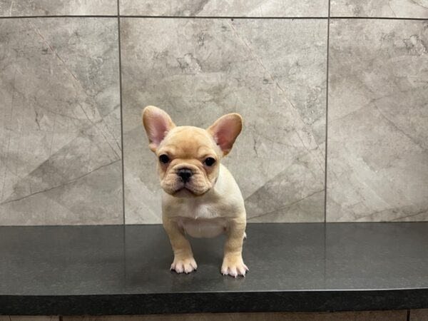 French Bulldog DOG Female Cream 29598 Petland Frisco, Texas