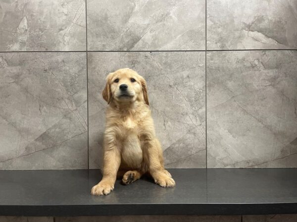 Golden Retriever DOG Male Golden 29595 Petland Frisco, Texas