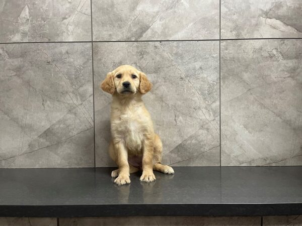 Golden Retriever DOG Female Golden 29594 Petland Frisco, Texas