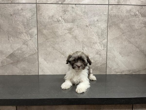 Havanese DOG Female 29615 Petland Frisco, Texas