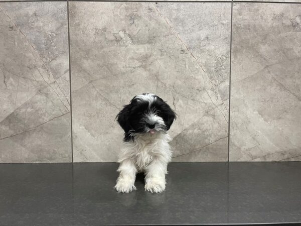 Havanese-DOG-Female--29617-Petland Frisco & Mckinney, Texas