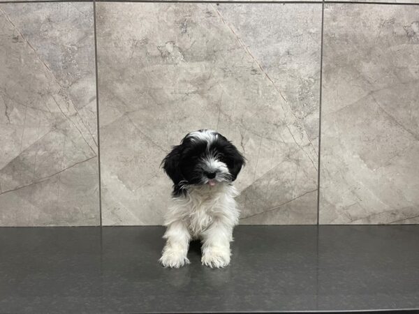 Havanese DOG Female 29617 Petland Frisco, Texas