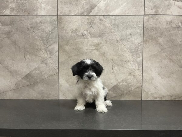 Havanese-DOG-Female--29616-Petland Frisco & Mckinney, Texas