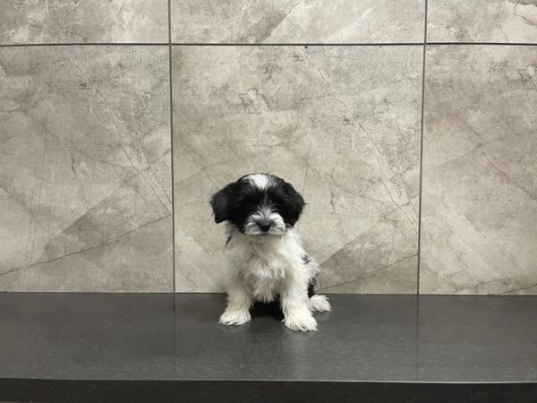 Havanese DOG Female 29616 Petland Frisco, Texas