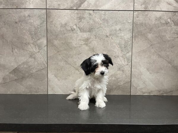 Havanese DOG Female 29618 Petland Frisco, Texas