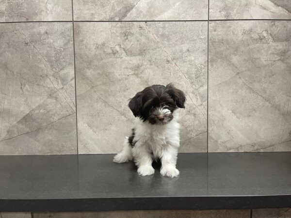 Havanese DOG Female 29614 Petland Frisco, Texas