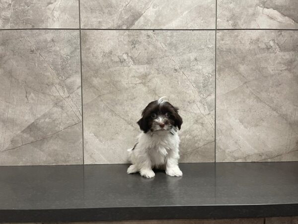 Havanese-DOG-Male-CHOC WHT PARTI-29613-Petland Frisco & Mckinney, Texas