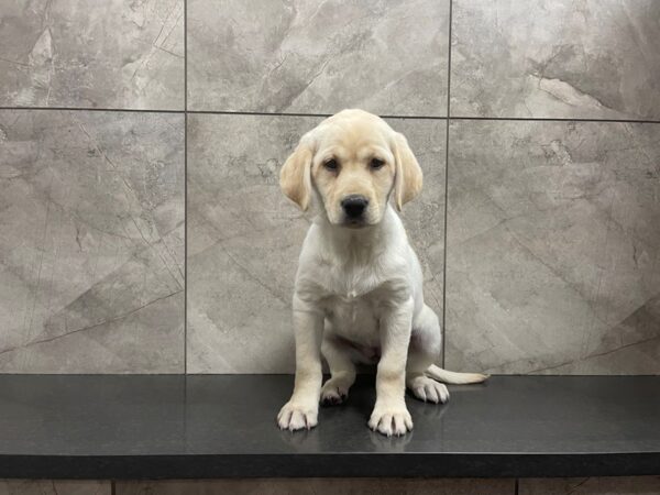 Labrador Retriever DOG Male Yellow 29596 Petland Frisco, Texas