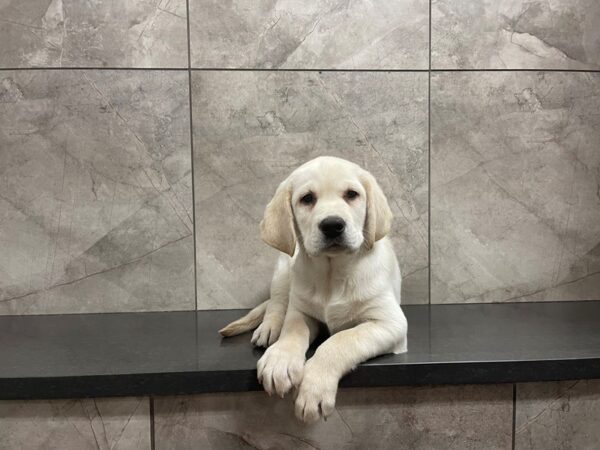 Labrador Retriever-DOG-Female-Yellow-29597-Petland Frisco & Mckinney, Texas