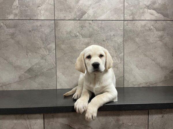 Labrador Retriever DOG Female Yellow 29597 Petland Frisco, Texas