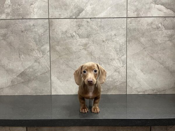 Miniature Dachshund-DOG-Male--29603-Petland Frisco & Mckinney, Texas