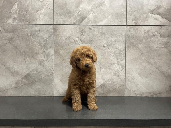 Miniature Poodle-DOG-Male--29610-Petland Frisco & Mckinney, Texas