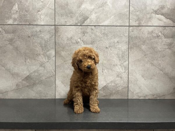 Miniature Poodle DOG Male 29610 Petland Frisco, Texas