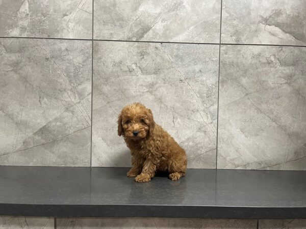 Miniature Poodle-DOG-Female--29611-Petland Frisco, Texas