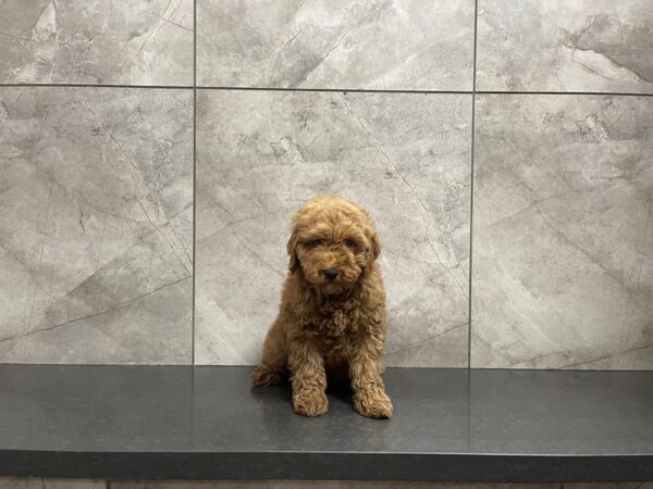 Miniature Poodle-DOG-Male--29608-Petland Frisco & Mckinney, Texas