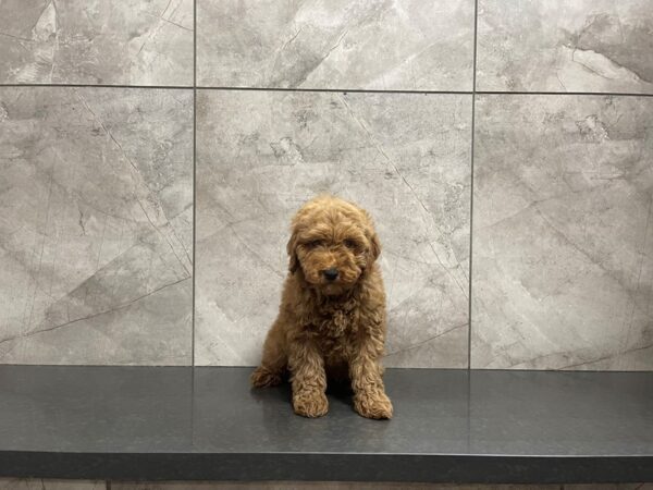 Miniature Poodle DOG Male 29608 Petland Frisco, Texas