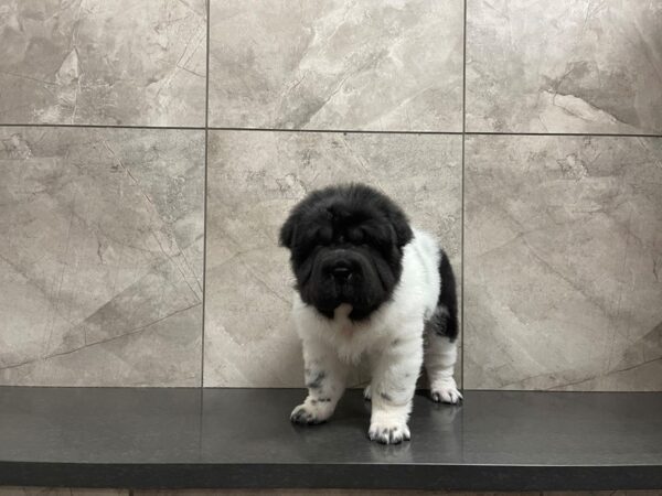 Shar Pei-DOG-Male--29601-Petland Frisco & Mckinney, Texas