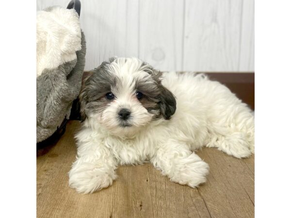 Teddy Bear-DOG-Female-Gold / White-29699-Petland Frisco, Texas