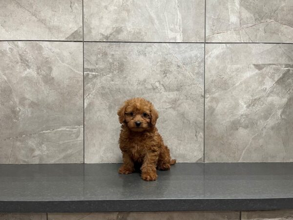 Goldendoodle Mini 2nd Gen-DOG-Male-Dark Red-29621-Petland Frisco & Mckinney, Texas