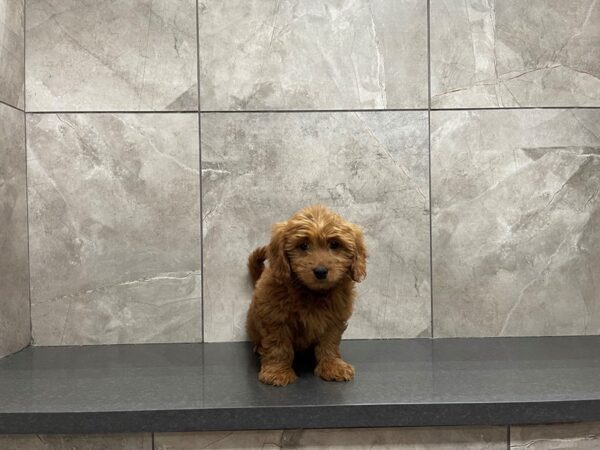 Goldendoodle Mini-DOG-Male-Red-29631-Petland Frisco & Mckinney, Texas