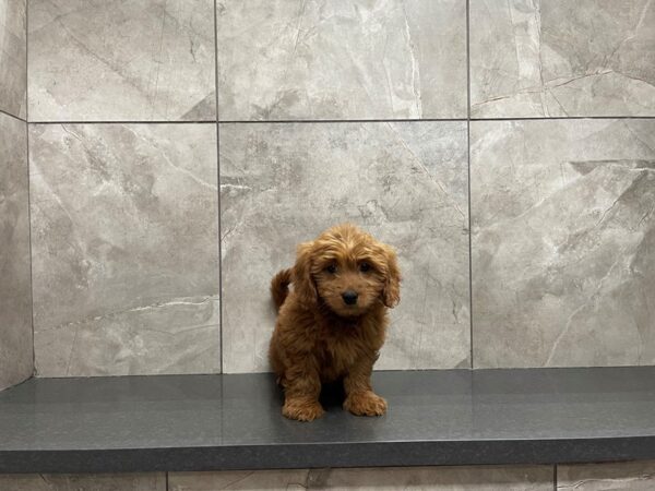 Goldendoodle Mini DOG Male Red 29631 Petland Frisco, Texas