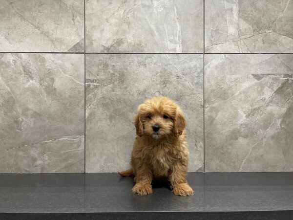 Goldendoodle Mini DOG Female Apricot 29629 Petland Frisco, Texas