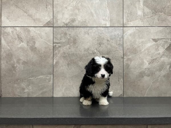 Bernedoodle Mini 2nd Gen-DOG-Female-Black / White-29628-Petland Frisco, Texas