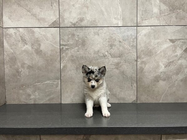 Pomsky-DOG-Female-Blue Merle-29620-Petland Frisco & Mckinney, Texas