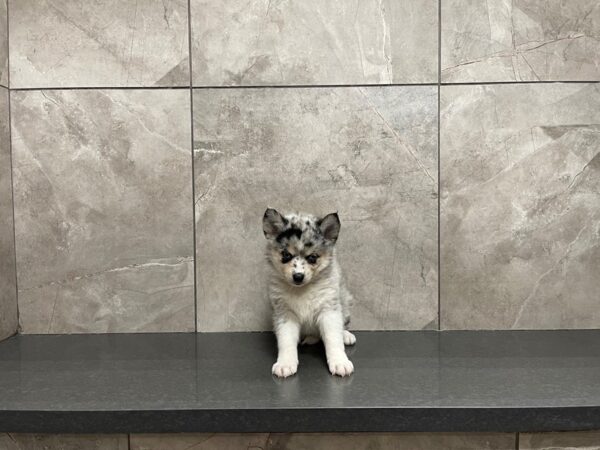 Pomsky DOG Female Blue Merle 29620 Petland Frisco, Texas