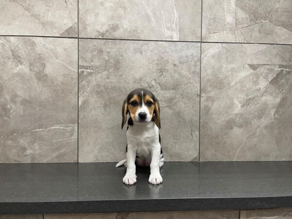 Beagle DOG Female Black White / Tan 29623 Petland Frisco, Texas