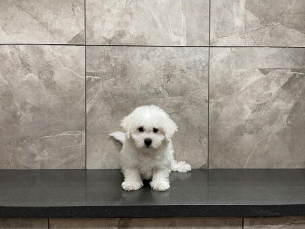 Bichon Frise DOG Male White 29619 Petland Frisco, Texas