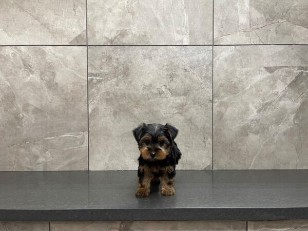 Yorkshire Terrier DOG Male Black / Tan 29625 Petland Frisco, Texas