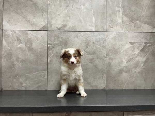 Australian Shepherd-DOG-Female-Red Merle-29622-Petland Frisco & Mckinney, Texas
