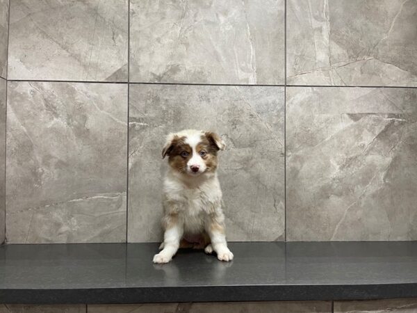 Australian Shepherd DOG Female Red Merle 29622 Petland Frisco, Texas