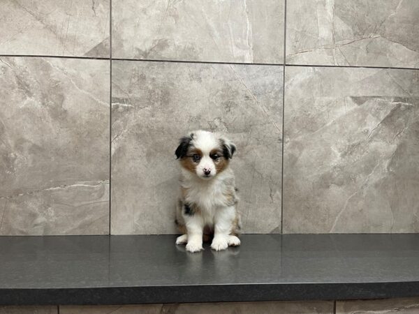 Miniature Australian Shepherd-DOG-Female-Blue Merle-29626-Petland Frisco & Mckinney, Texas