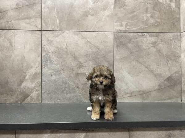 Cockapoo-DOG-Female--29642-Petland Frisco & Mckinney, Texas