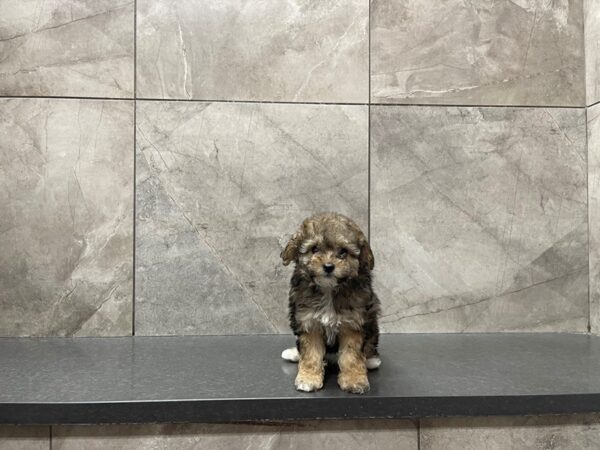 Cockapoo-DOG-Female--29642-Petland Frisco, Texas