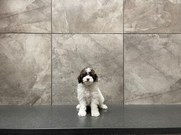 Cockapoo-DOG-Female--29644-Petland Frisco & Mckinney, Texas