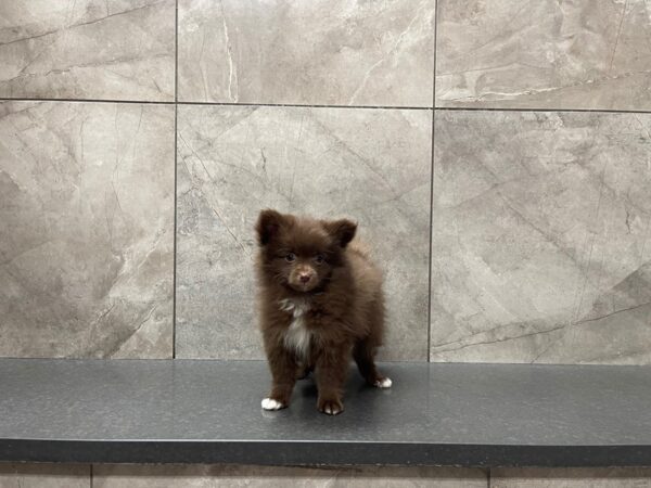 Pomeranian DOG Female 29640 Petland Frisco, Texas