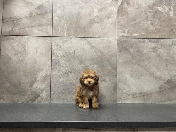 Cockapoo-DOG-Male--29643-Petland Frisco & Mckinney, Texas