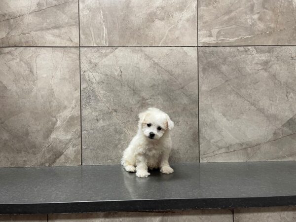 Bichon Frise DOG Female White 29632 Petland Frisco, Texas