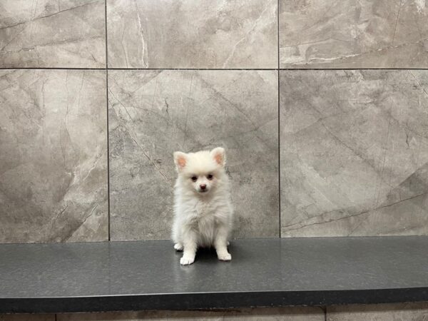 Pomeranian DOG Male 29641 Petland Frisco, Texas