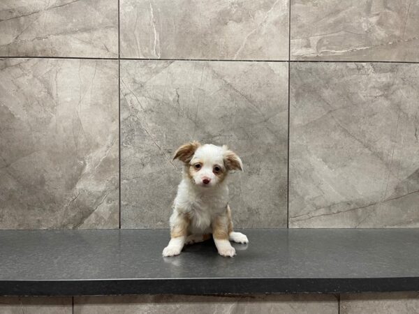 Miniature Australian Shepherd-DOG-Female-Red Merle-29638-Petland Frisco & Mckinney, Texas