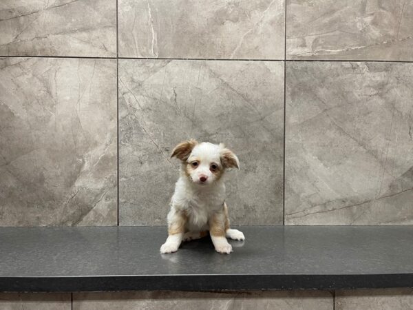 Miniature Australian Shepherd DOG Female Red Merle 29638 Petland Frisco, Texas