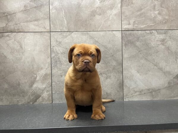 Dogue de Bordeaux DOG Female Mahogany 29639 Petland Frisco, Texas