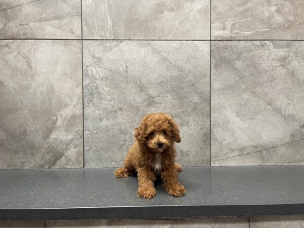 Miniature Poodle-DOG-Male-Red-29636-Petland Frisco & Mckinney, Texas